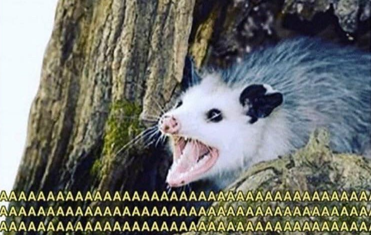 Possum yelling at us, or possibly demonstrating a buffer overflow